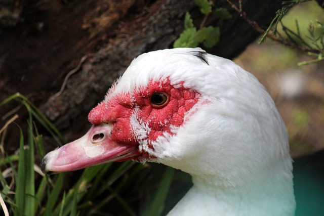 泰山队的坚 泰山队的坚