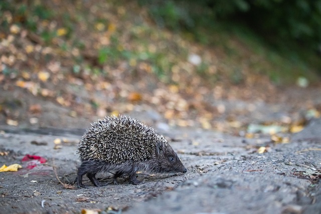 对抗经验 对抗经验